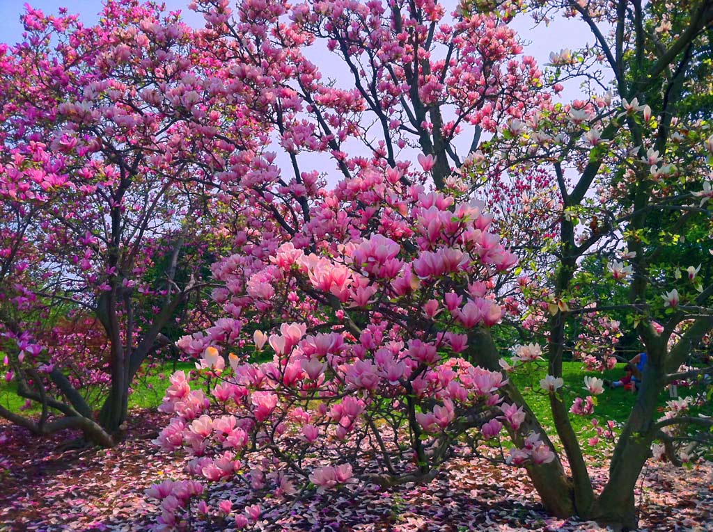 Lilac Festival Rochester