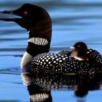 loon Vermont and New Hampshire group tours