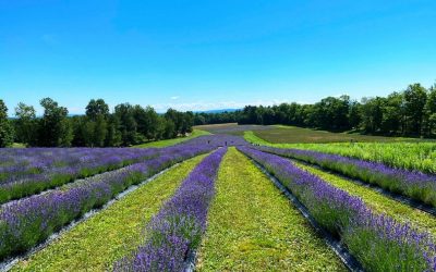 Quebec Township Treasures and Montreal Moments