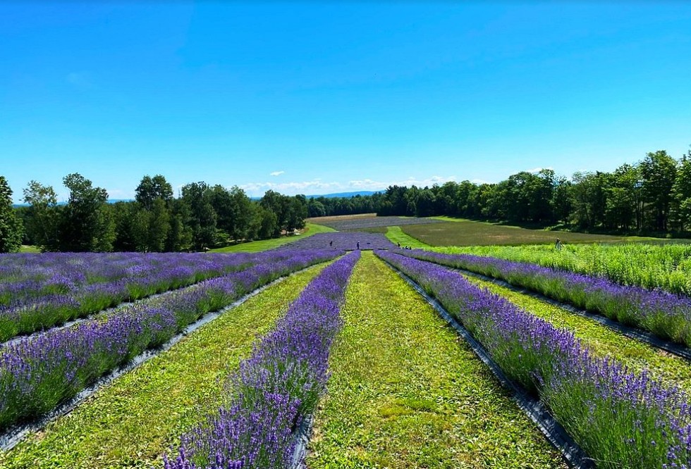 Quebec Township Treasures and Montreal Moments